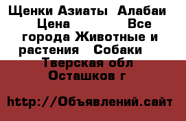 Щенки Азиаты (Алабаи) › Цена ­ 20 000 - Все города Животные и растения » Собаки   . Тверская обл.,Осташков г.